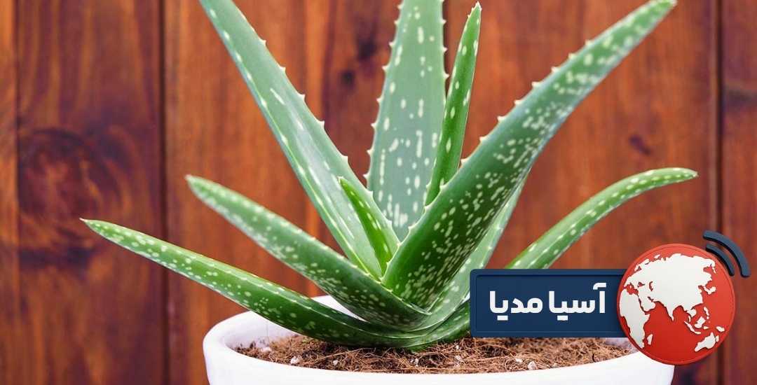 روش نگهداری گیاه آلوئه ورا