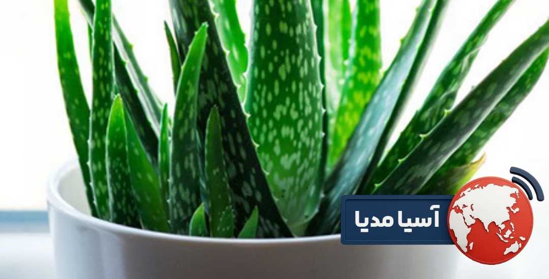 گلدان مناسب نگهداری آلوئه ورا