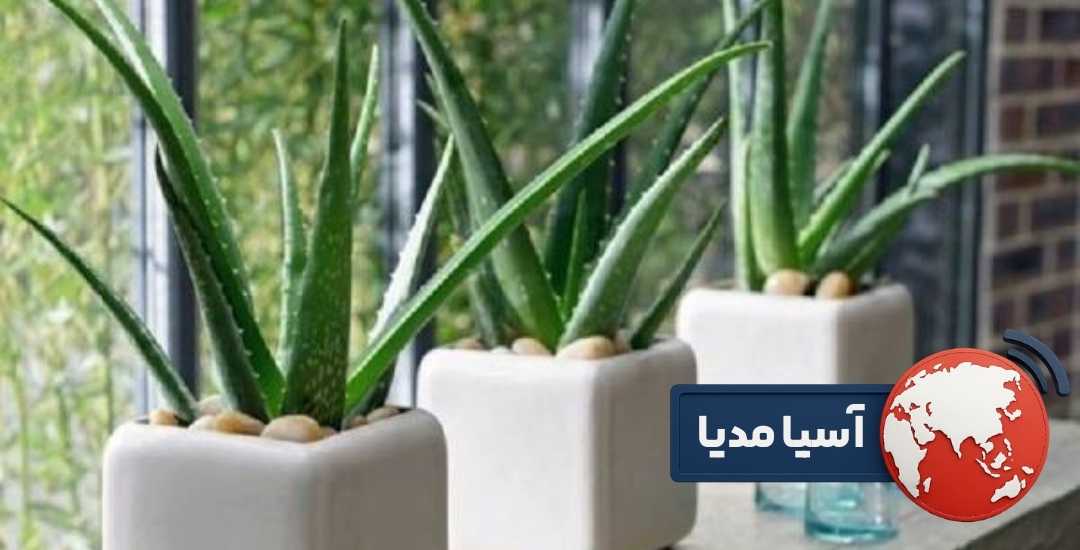 روش تکثیر آلوئه ورا