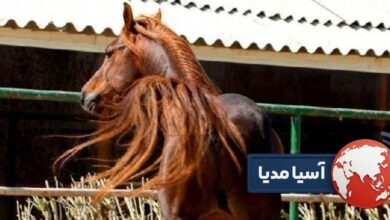بهترین اسب عرب در ایران