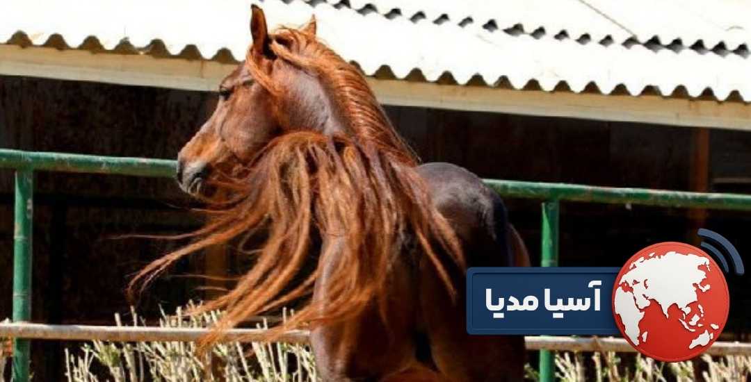 بهترین اسب عرب در ایران