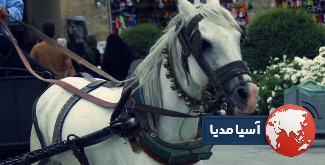 اسب عربی چیست