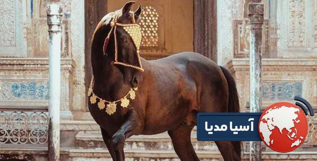 غذای نژاد عربی