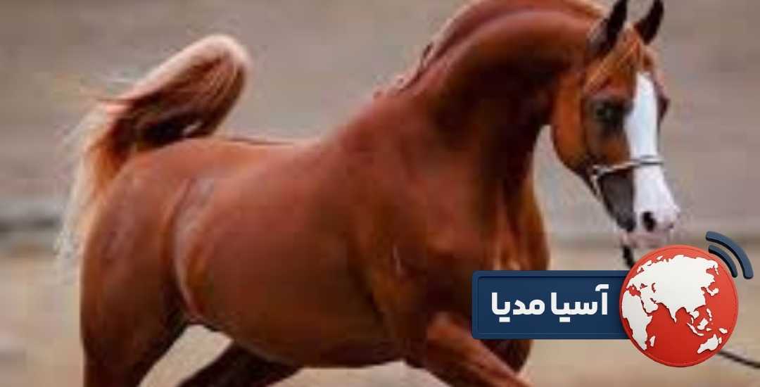 عمر مفید اسب عربی چقدر است؟