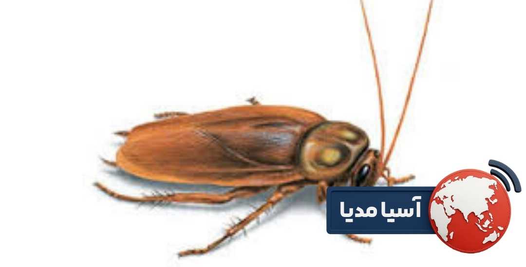 سموم شیمیایی سوسک فاضلاب