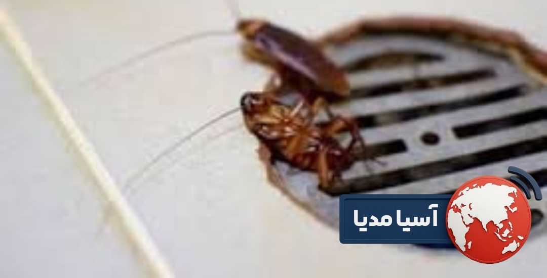جلوگیری از ورود و بازگشت سوسک فاضلاب به خانه