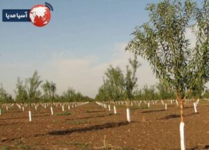 الگوهای متداول فاصله گذاری و تعداد تقریبی درخت بادام در هر هکتار