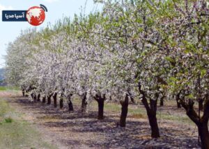  انتخاب تراکم کاشت درخت بادام بر اساس هدف اقتصادی و عملیاتی