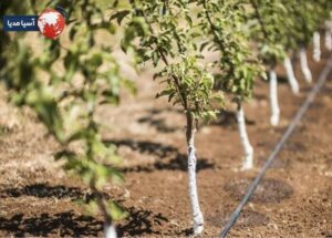نکات فنی و عملیاتی برای کاشت موفق درخت بادام در هر هکتار