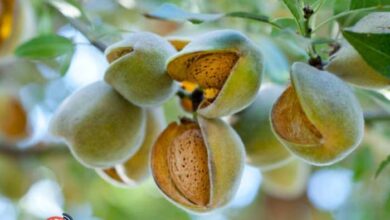 در هر هکتار چند درخت بادام می توان کاشت؟