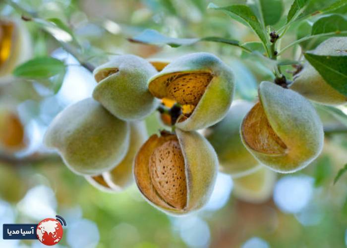 در هر هکتار چند درخت بادام می توان کاشت؟