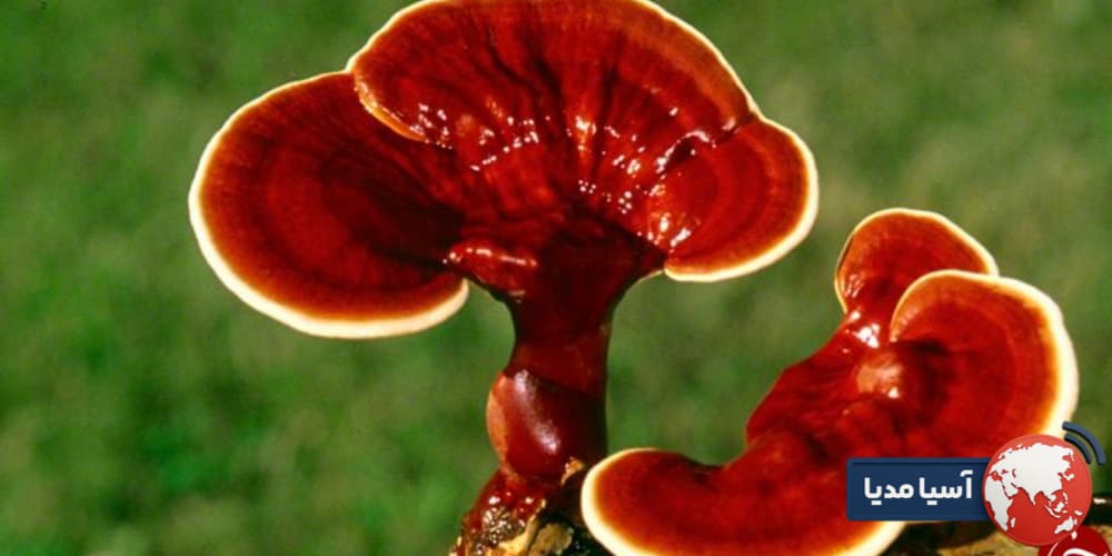 بررسی تأثیر قارچ گانودرما بر سلامت بدن از نگاه علم پزشکی نوین