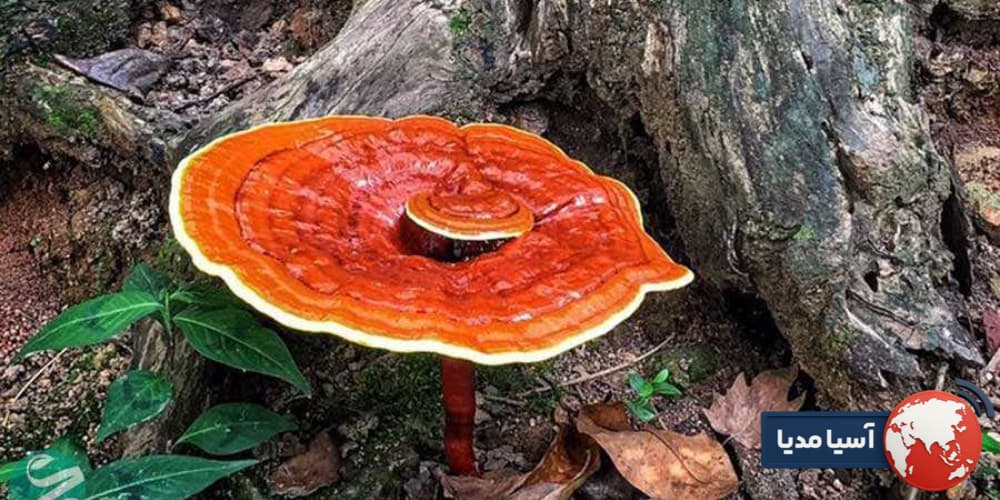 نظر پزشکان در مورد قارچ گانودرما؛ بررسی علمی خواص و هشدارها