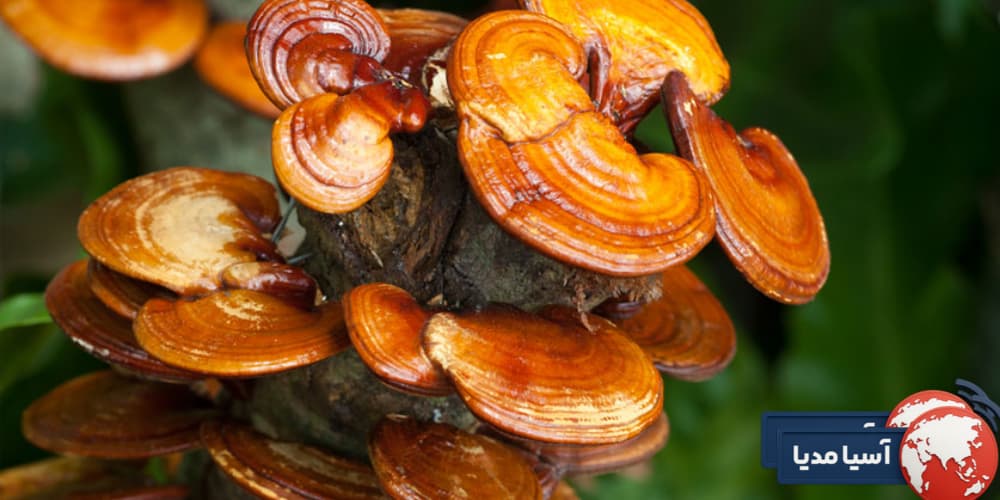 نظرات در مورد قارچ گانودرما از دید کاربران واقعی و مصرف‌کنندگان