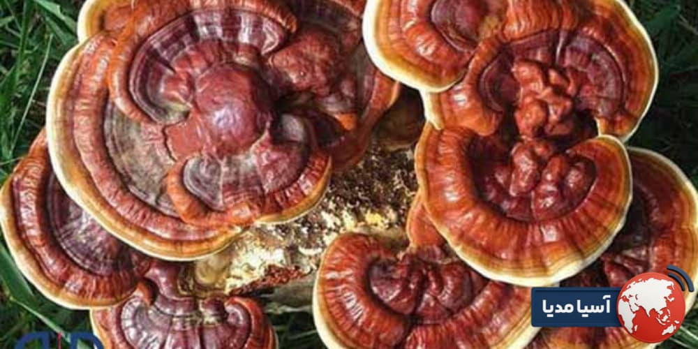 چرا این‌همه درباره قارچ گانودرما صحبت می‌شود؟