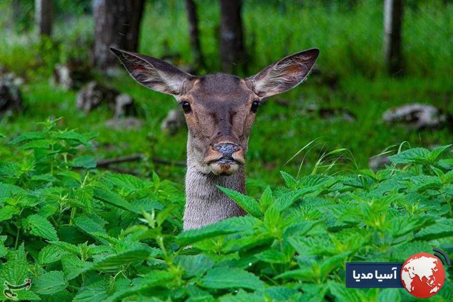 شهر کاراداغ کجاست و چرا باعث اشتباه در جستجوها می شود