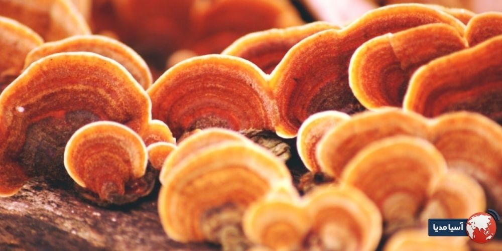 بررسی اثرات صابون گانودرما بر انواع پوست؛ آیا برای پوستهای حساس مناسب است؟